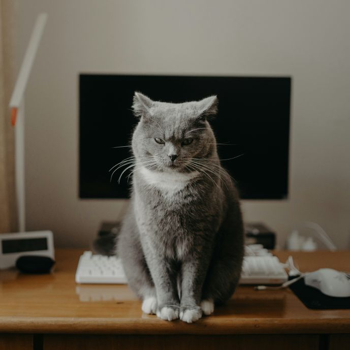 Angry cat