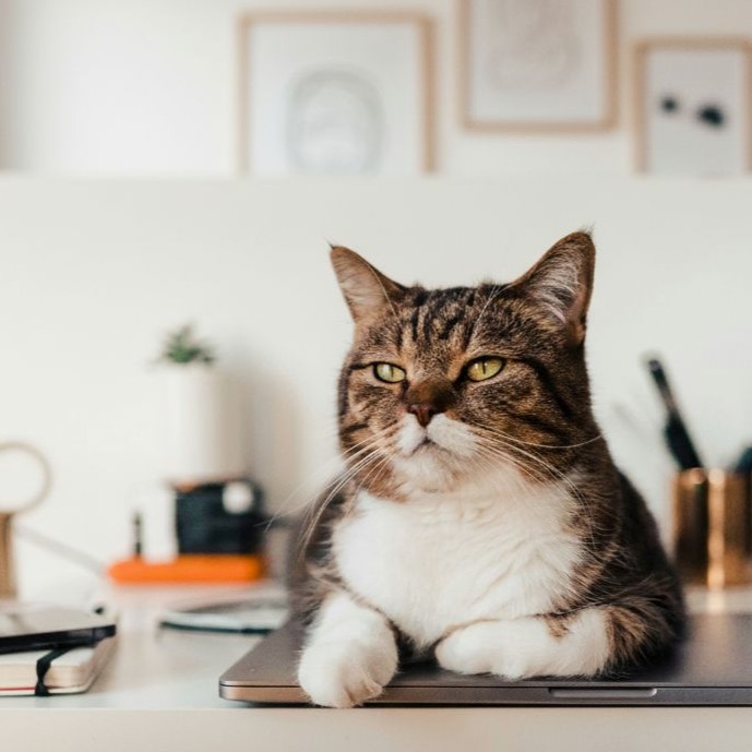 Cat on laptop