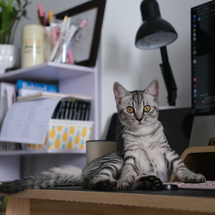 Surprised cat